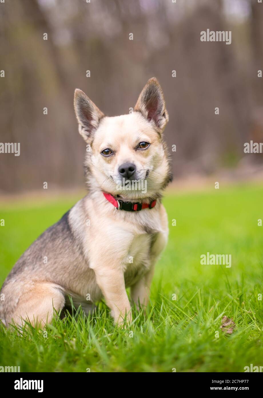 Ein kleiner Chihuahua Hund mit rotem Kragen sitzt draußen Stockfoto