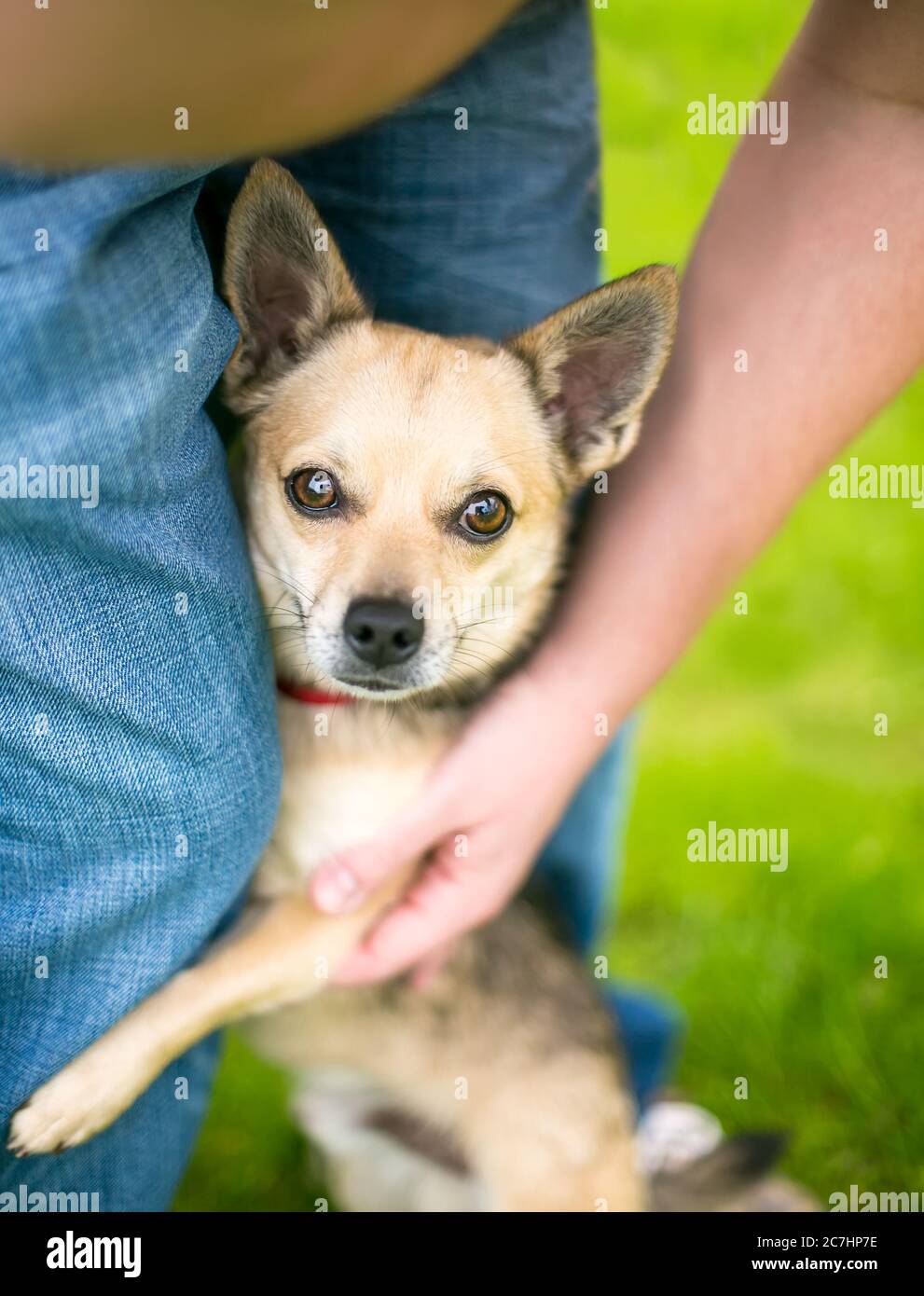 Ein schüchterner Chihuahua Hund umarmt das Bein einer Person und schaut auf die Kamera Stockfoto