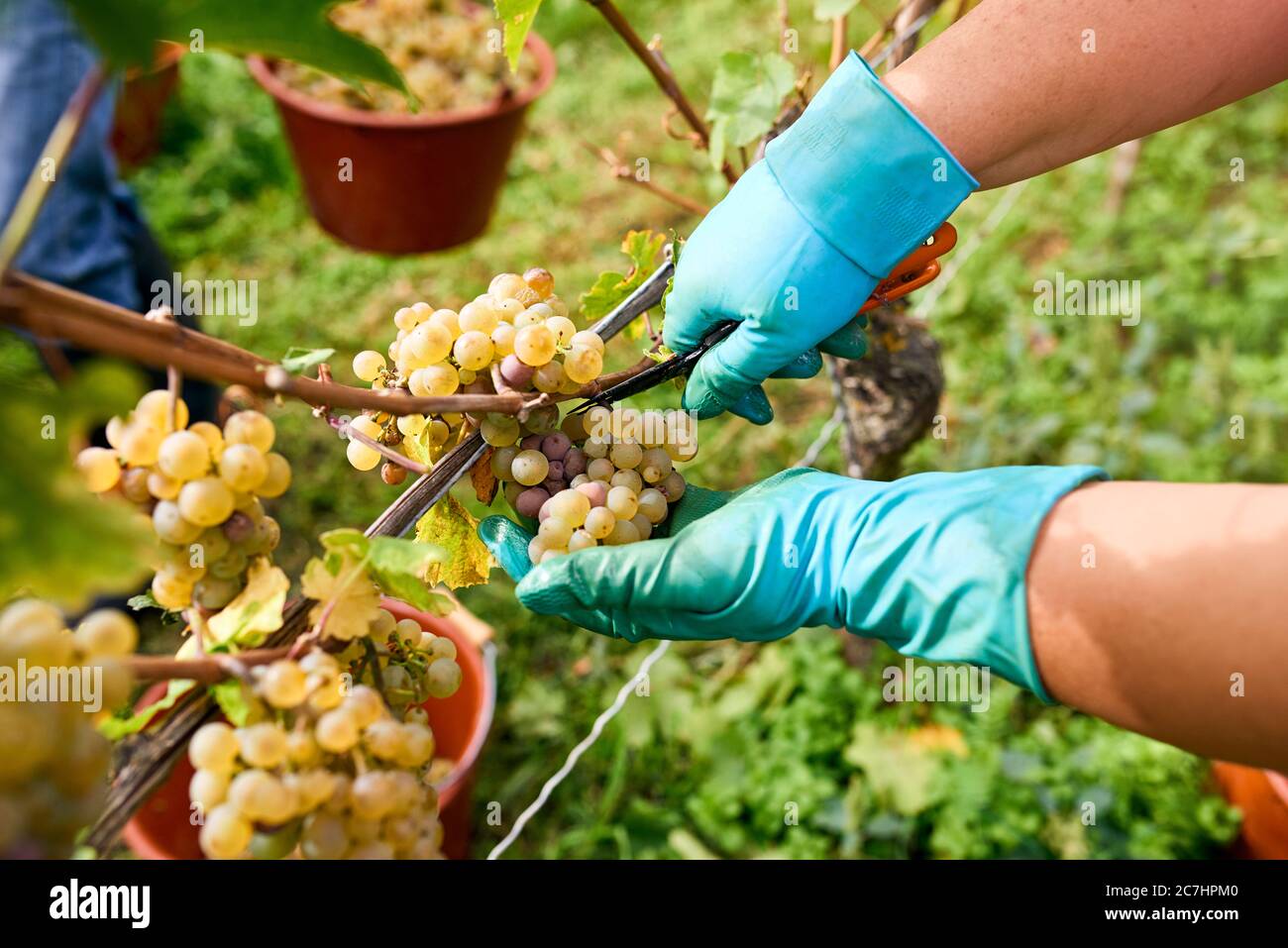 Traubenlese-Assistent mit blau-grünen Gummihandschuhen liest Riesling-Trauben im Leseeimer Stockfoto