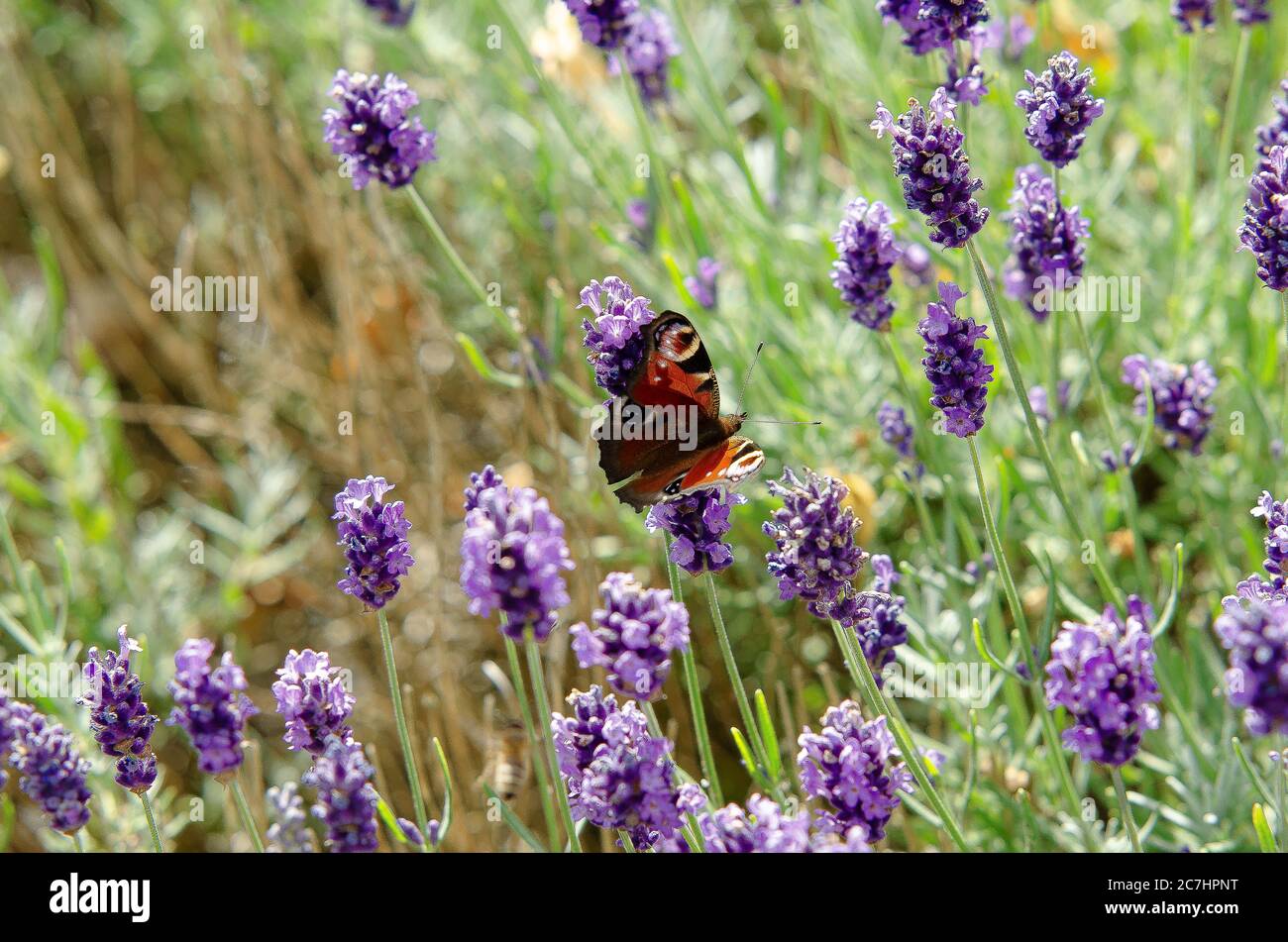 Lavendel mit Bienen und Schmetterlingen Stockfoto