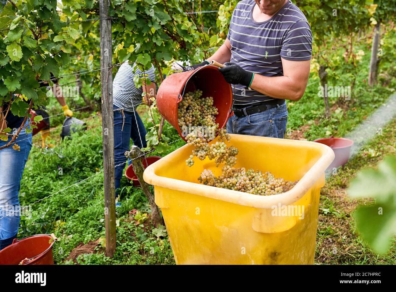 Traubenlese-Assistent mit schwarzen Arbeitshandschuhen leert Riesling-Trauben aus einem Leseeimer in einen Sammelbehälter Stockfoto Traubenlese-Assistent mit schwarzen Arbeitshandschuhen leert Riesling-Trauben aus einem Leseeimer in einen Sammelbehälter Stockfoto