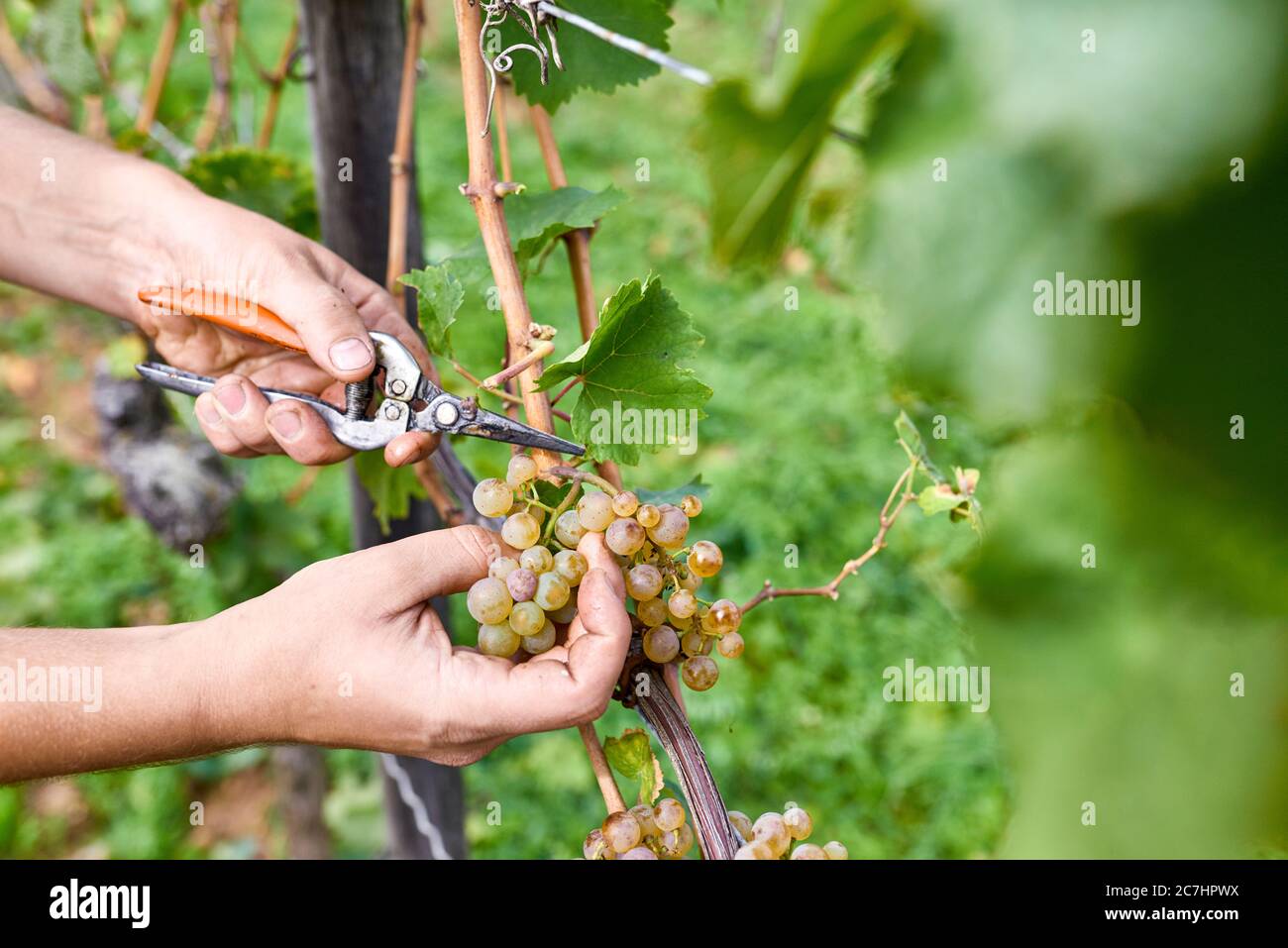 Traubenlese-Assistent schneidet einzelne faule und überreife Trauben aus ganzen Riesling-Trauben mit Beschneiderschere Stockfoto Traubenlese-Assistent schneidet einzelne faule und überreife Trauben aus ganzen Riesling-Trauben mit Beschneiderschere Stockfoto