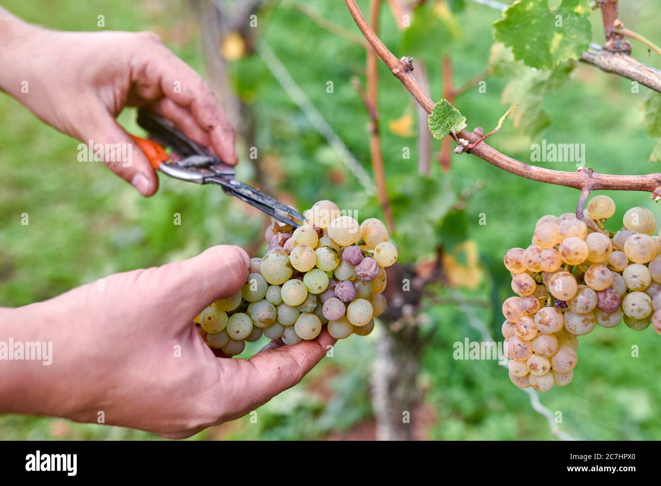 Traubenlese-Assistent schneidet einzelne faule und überreife Trauben aus ganzen Riesling-Trauben mit Beschneiderschere Stockfoto Traubenlese-Assistent schneidet einzelne faule und überreife Trauben aus ganzen Riesling-Trauben mit Beschneiderschere Stockfoto