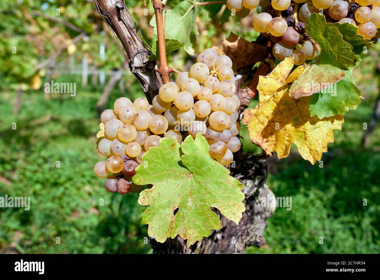 Reife Riesling Trauben mit Blättern auf dem Weinberg Stockfoto