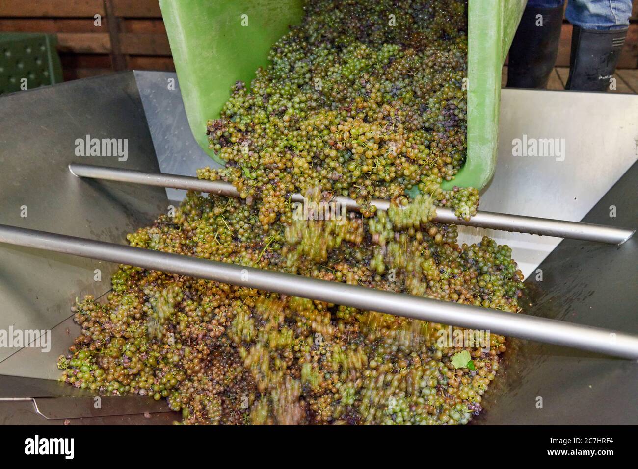 Lese, Weiterverarbeitung der Trauben, Behälter mit Riesling-Trauben werden in eine Weinmühle entleert Stockfoto