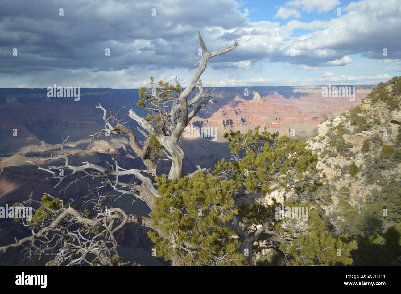 Fast zwei Milliarden Jahre geologische Geschichte der Erde kann man im Grand Canyon National Park, Arizona, sehen. Canyon fotografiert mit toten Baum. UNESCO-Weltkulturerbe Stockfoto
