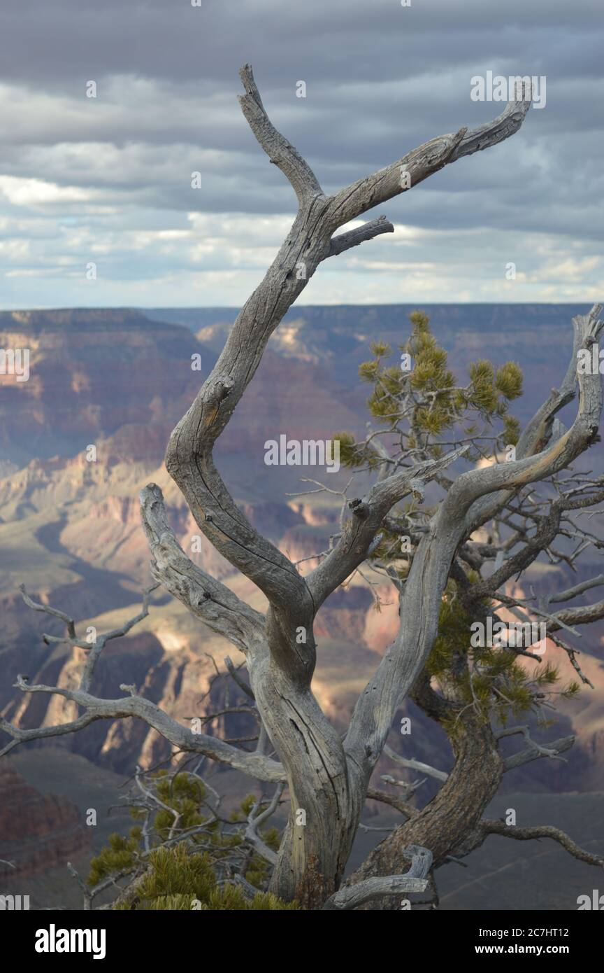 Fast zwei Milliarden Jahre geologische Geschichte der Erde kann man im Grand Canyon National Park, Arizona, sehen. Canyon fotografiert mit toten Baum. UNESCO-Weltkulturerbe Stockfoto