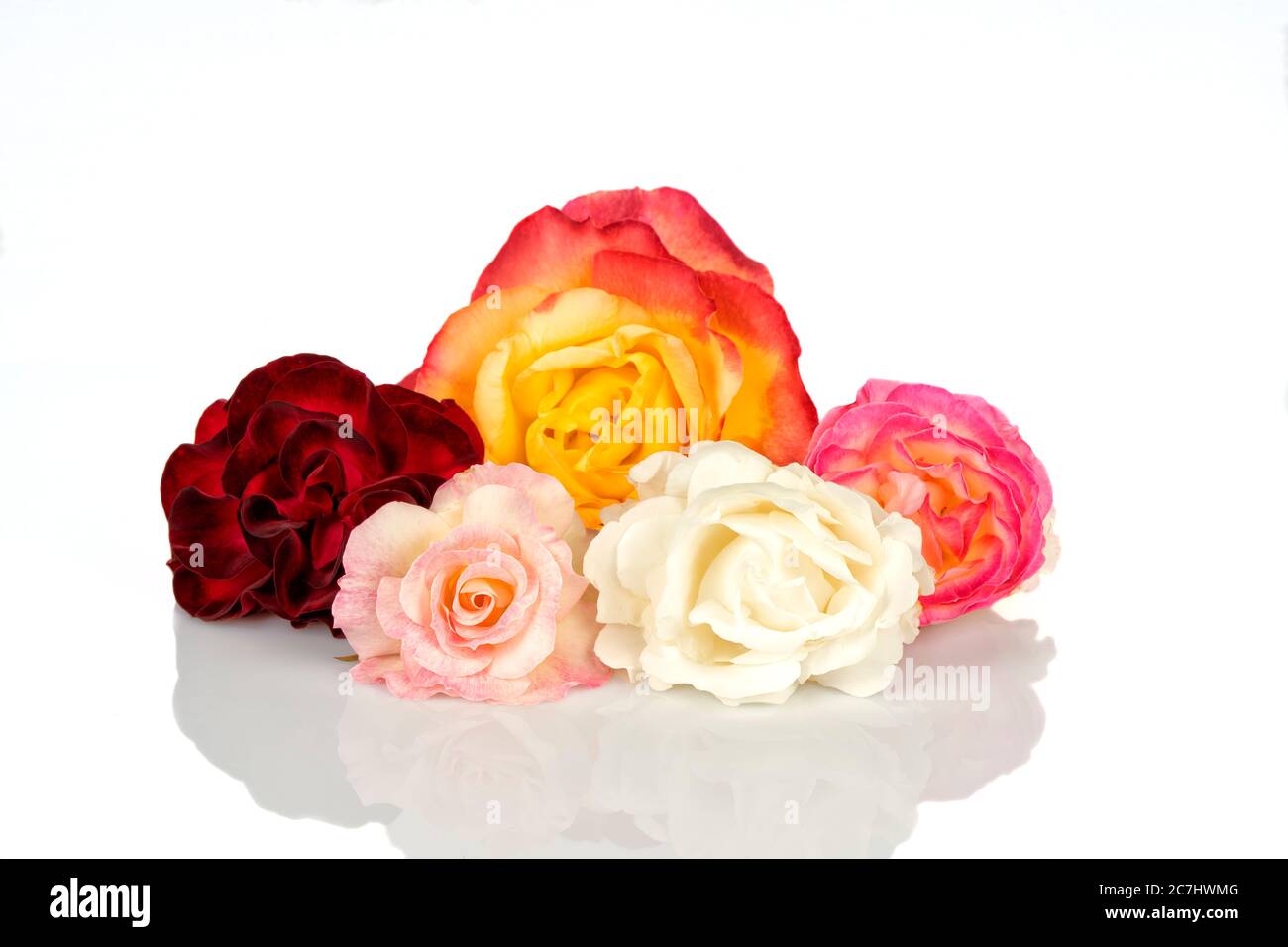 Fünf Rosen in verschiedenen Farben auf Weiß isoliert Stockfoto