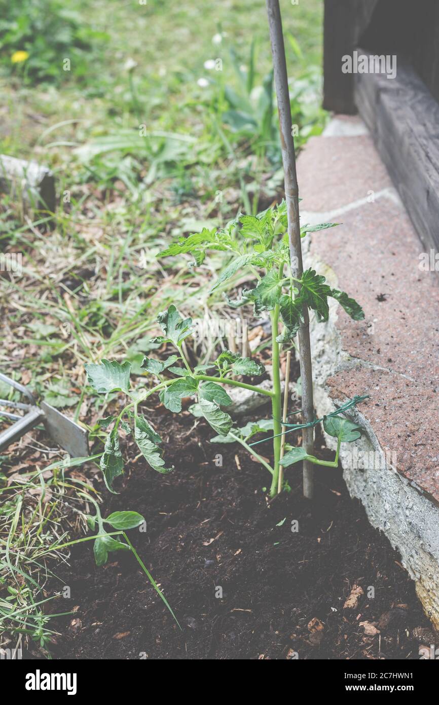 Tomatenpflanzen frisch im Garten gepflanzt. Stockfoto