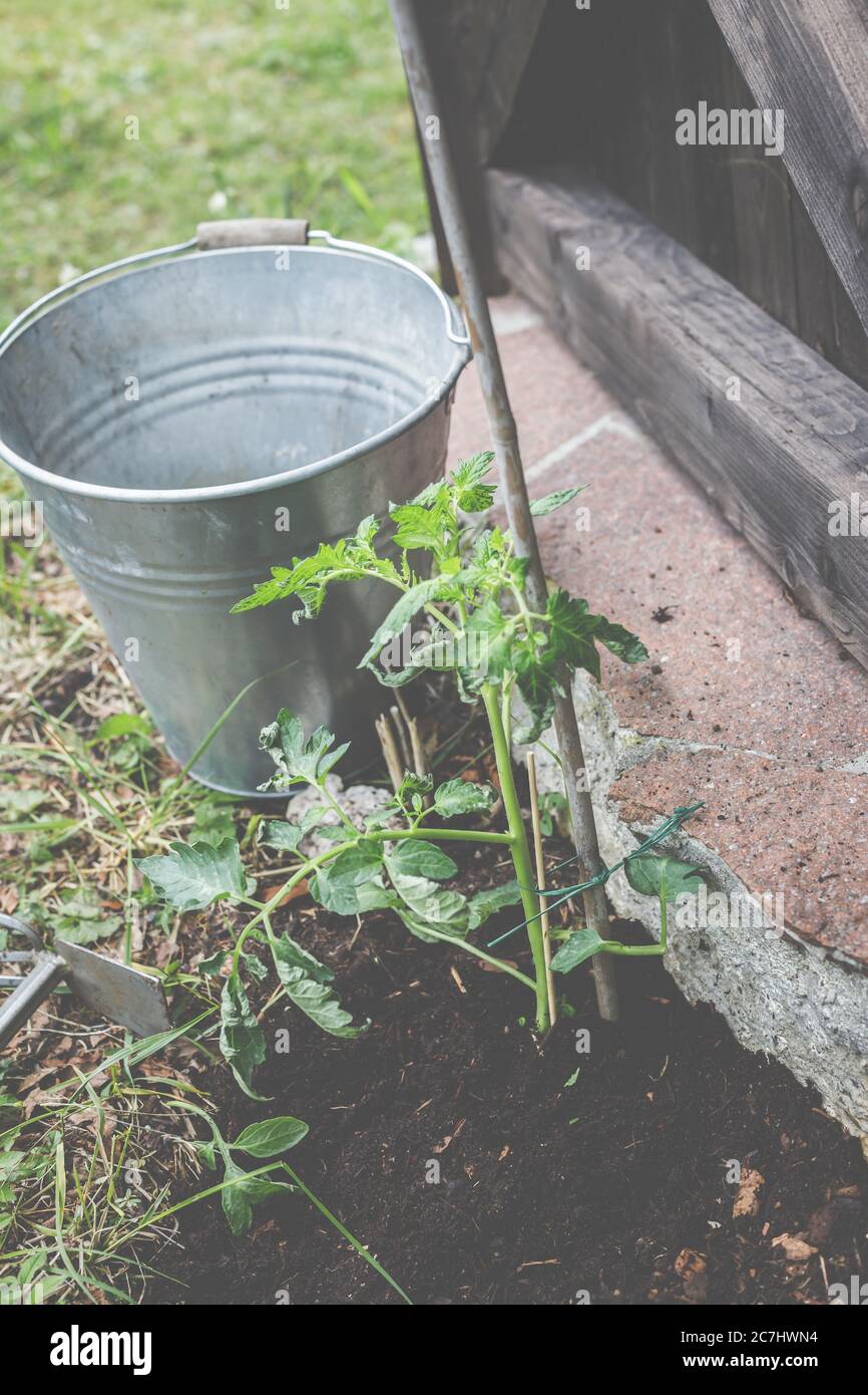 Tomatenpflanzen frisch im Garten gepflanzt. Stockfoto