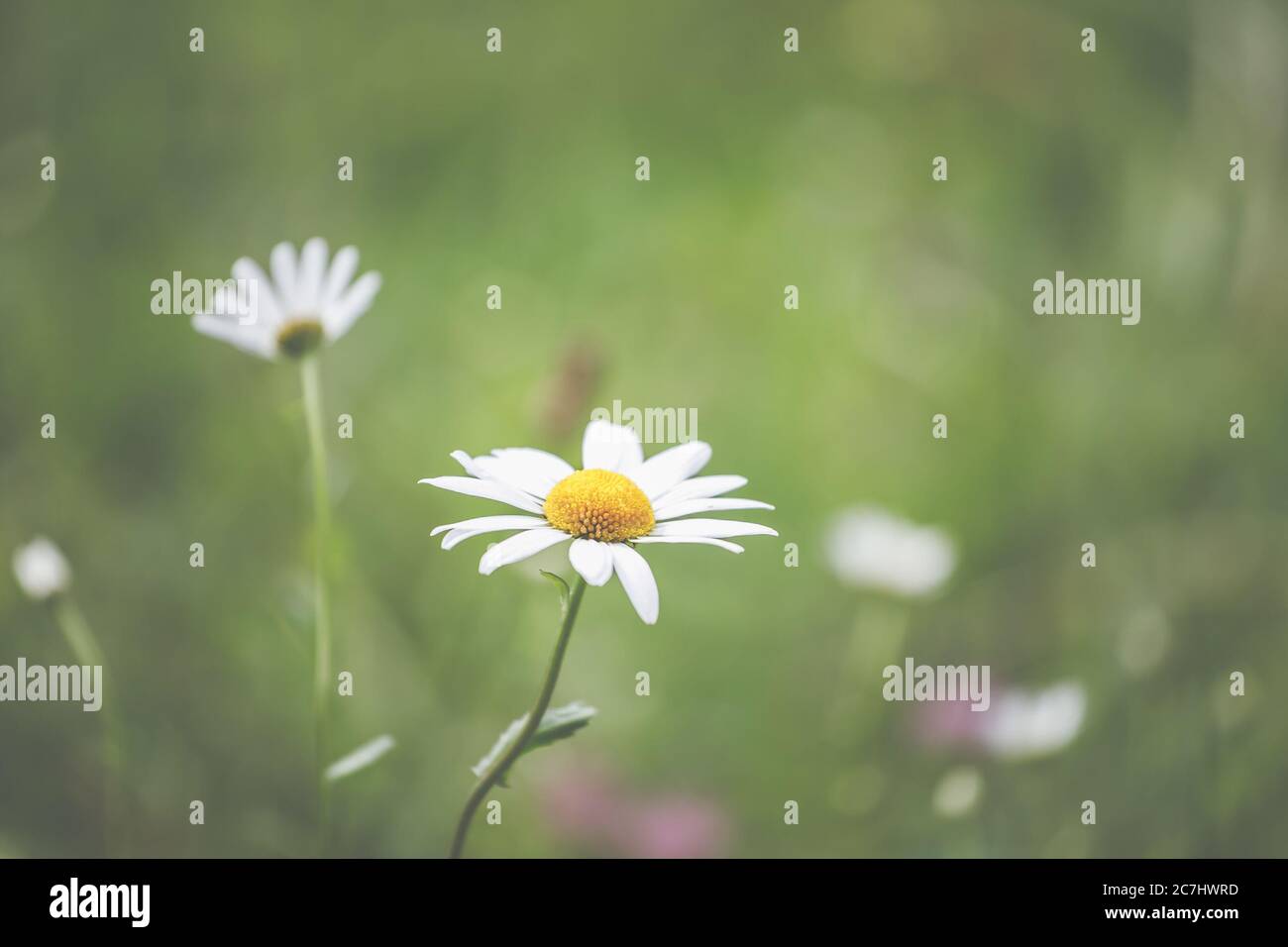 Frühling - der Garten blüht im Sonnenlicht. Gänseblümchen und Gänseblümchen auf der Wiese. Stockfoto