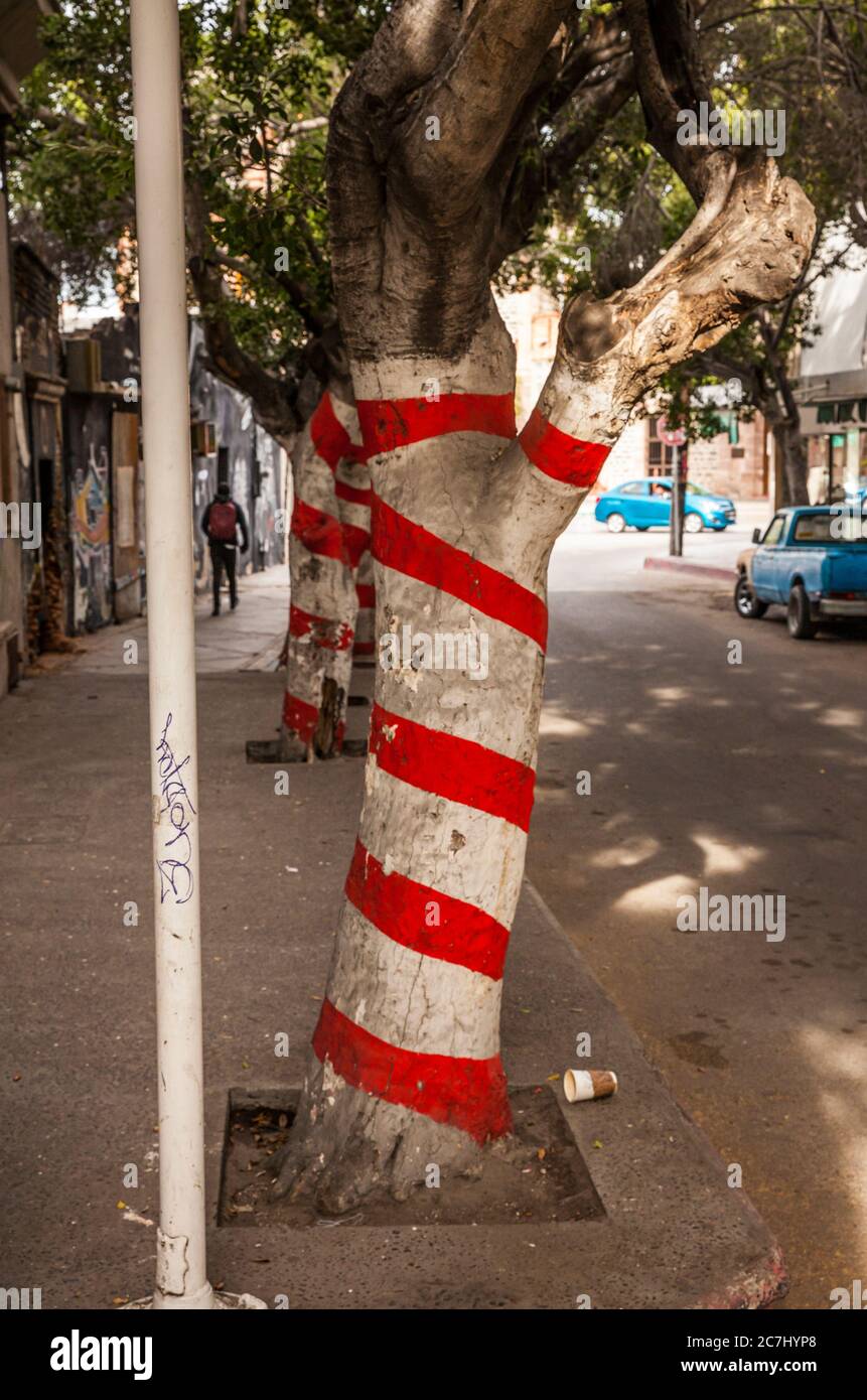 Gestreifte Bäume entlang einer Stadtstraße, La Paz, BCS, Mexiko. Stockfoto