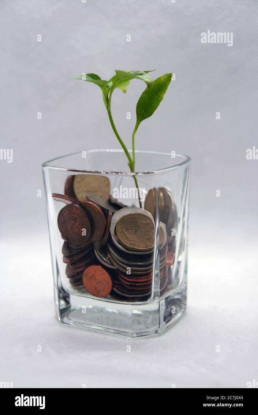 Pflanze wächst in einem Glas mit einer Münze. Wachsendes Geschäft. Stockfoto