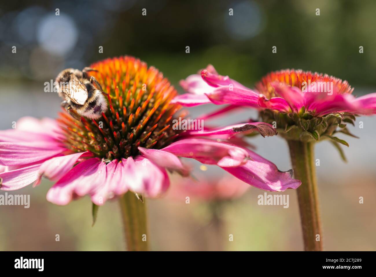 Eine Bumpfhuffbiene auf einer rosa Echinacea-Blüte. Stockfoto