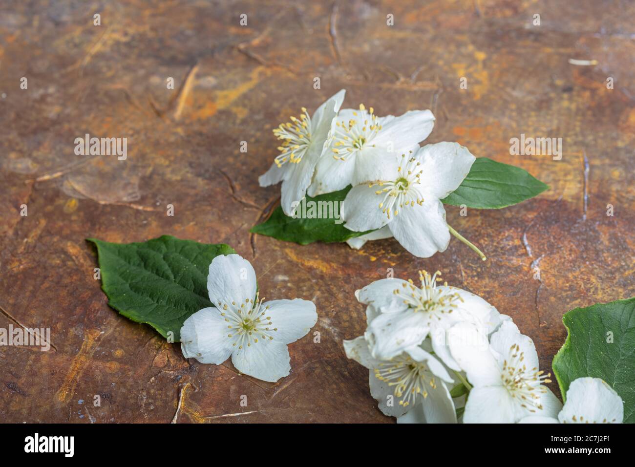 Nahaufnahme von Jasminblüten auf dem Tisch, brauner Hintergrund. Hochwertige Fotos Stockfoto