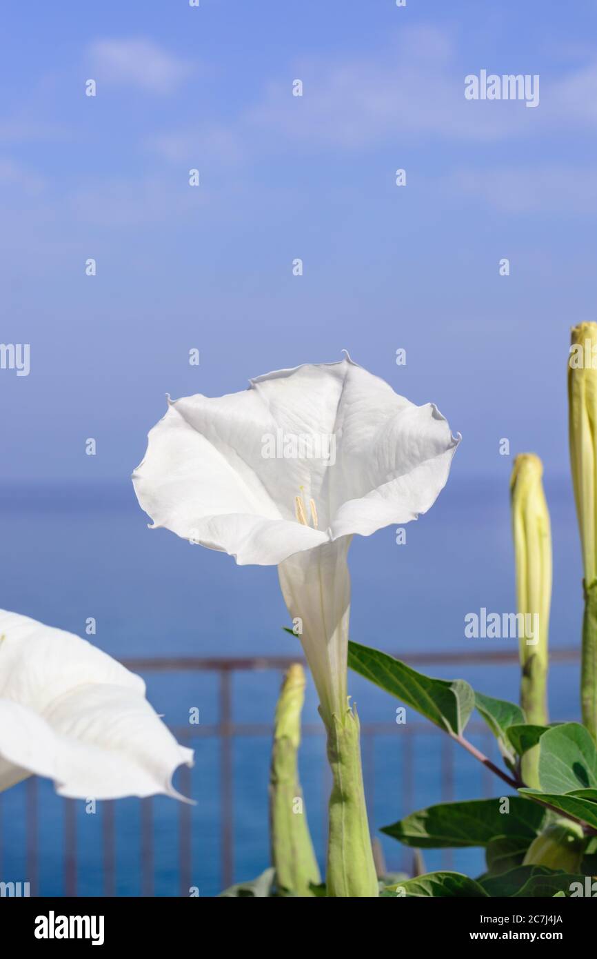 Weiße Datura stramonium Blume vor dem Hintergrund des Meeres Stockfoto