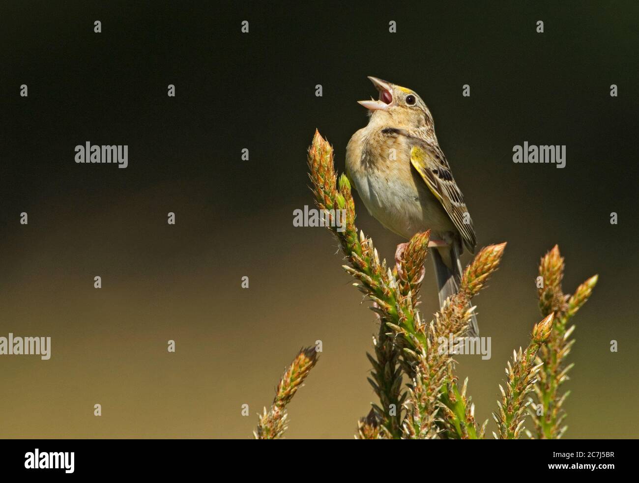 Grasshopper Sperling singen Stockfoto