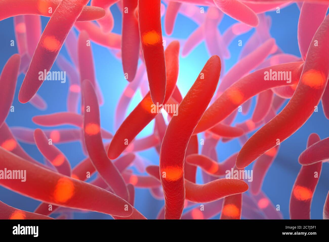 Bacteroides bakteriengruppe Fotos und Bildmaterial in hoher Auflösung