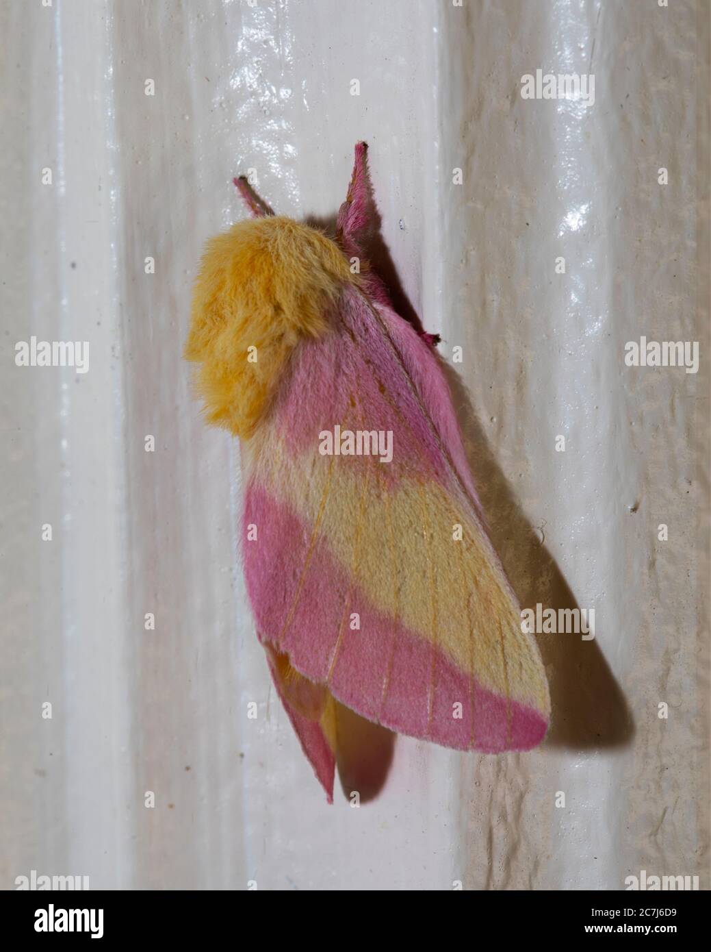 Ein farbenfroher, unscharfer Rosy Maple Motte klammert sich an einen Türrahmen. Stockfoto