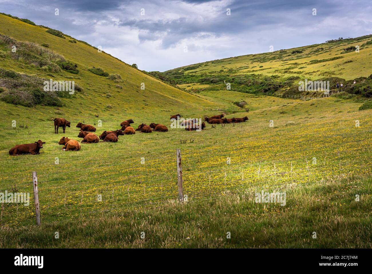 Rinder auf dem Feld in South Devon. Stockfoto