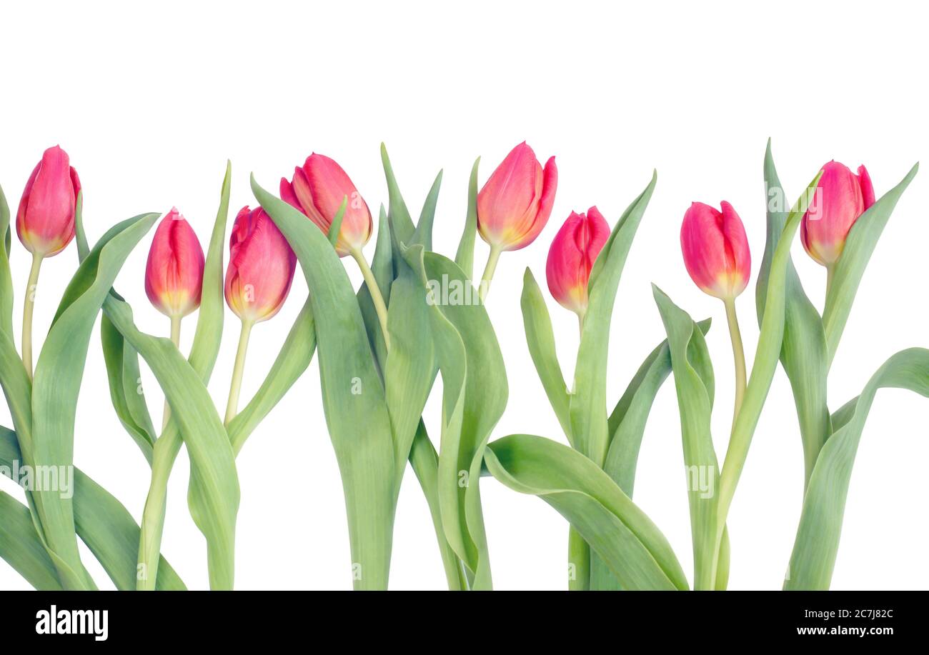 Tulpenreihe auf weißem Hintergrund Stockfoto