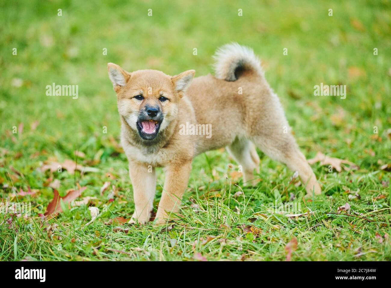 Shiba Inu (Canis lupus f. familiaris), Welpen steht auf einer Wiese und bellt, Deutschland, Bayern Stockfoto