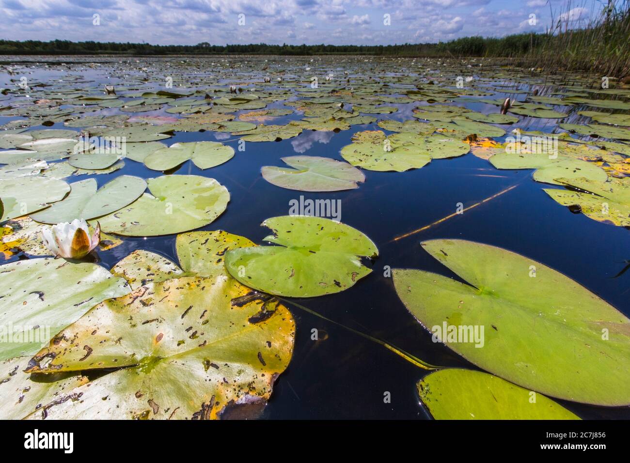 Weiße Seerose, weiße Teichlilie (Nymphaea alba), blühend, Niederlande, Nordniederland, Naardermeer, Naarden Stockfoto