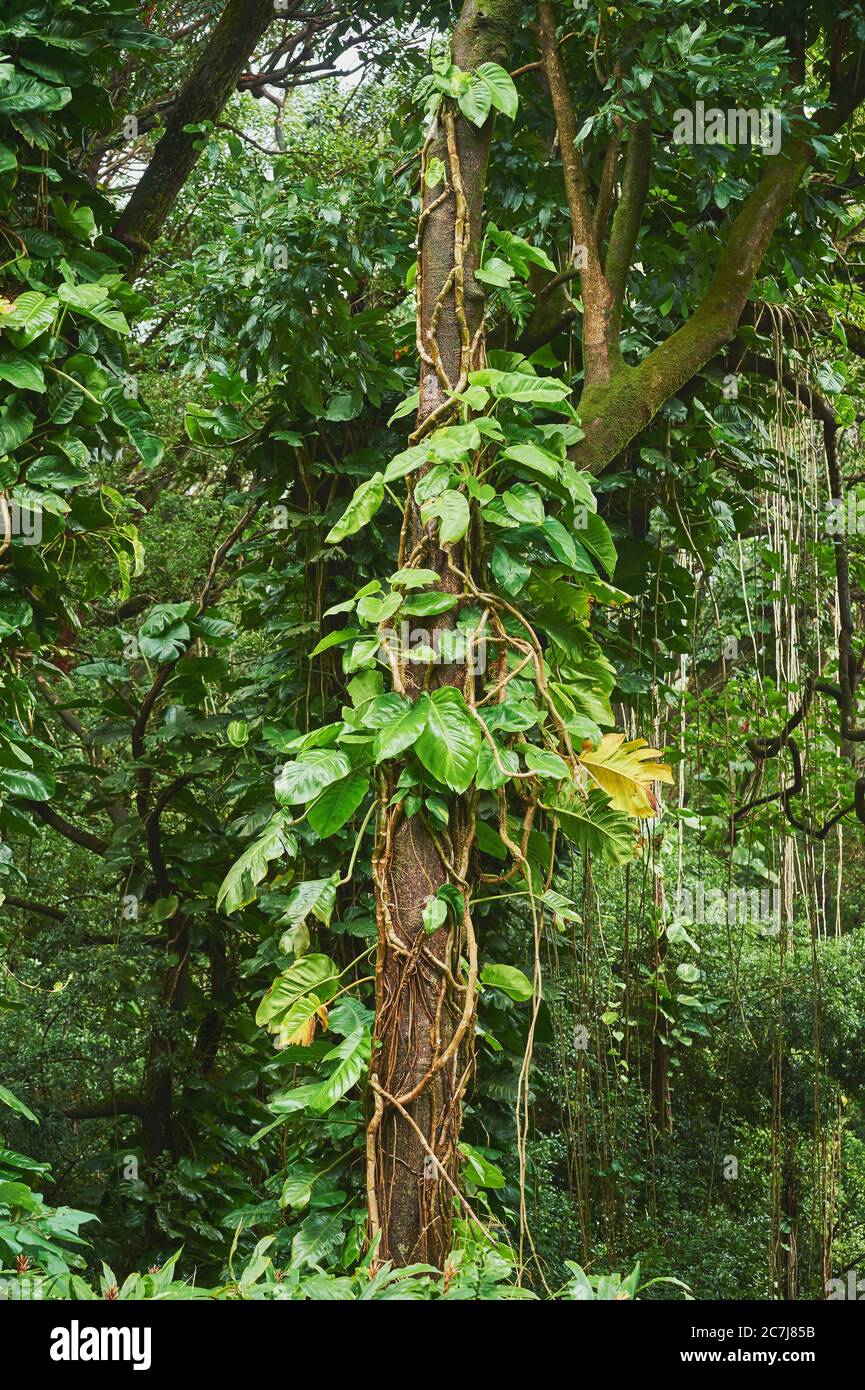 Tropischer Regenwald im Nu &#699;uanu Pali (Pali Lookout), USA, Hawaii, Oahu, Honolulu Stockfoto
