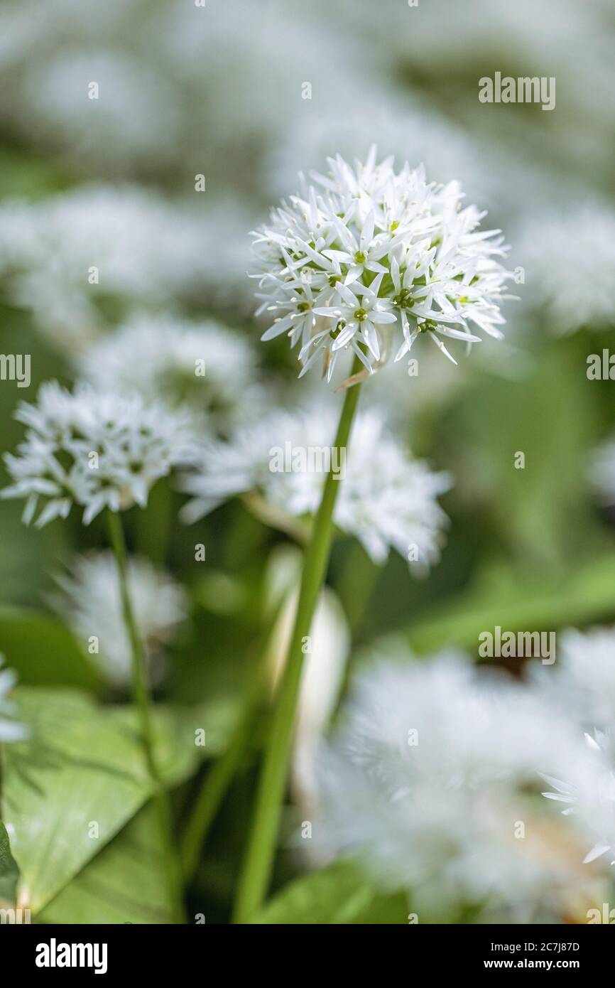 Ramson, Buckrams, Bärlauch, breitblättriger Knoblauch, Holzknoblauchzehen, Bärlauch, Bärlauch (Allium ursinum), blühend, Deutschland, Bayern Stockfoto