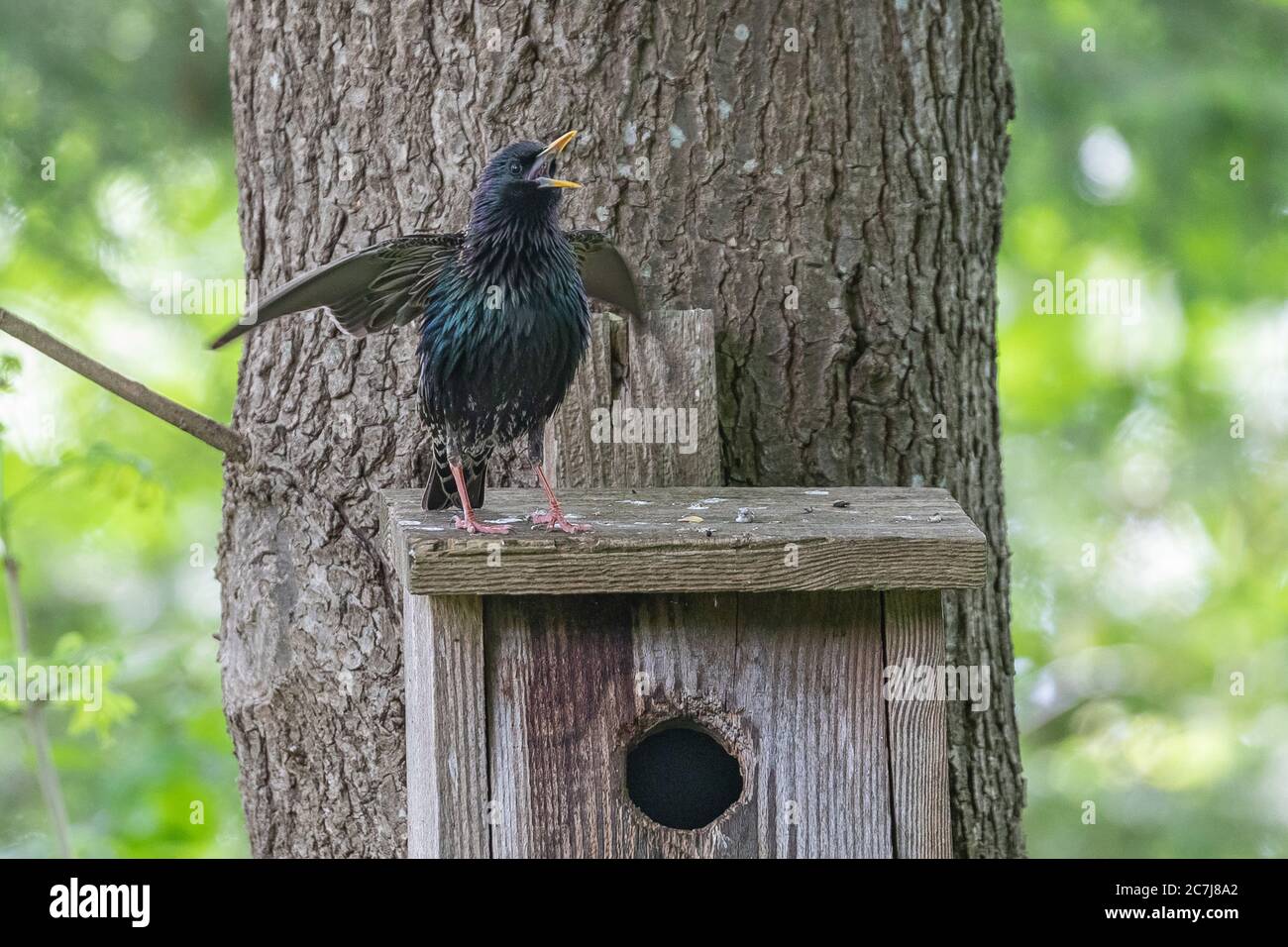 Gemeiner Star (Sturnus vulgaris), männlicher Gesang auf dem Dach des Nistkastens, Vorderansicht, Deutschland, Bayern Stockfoto
