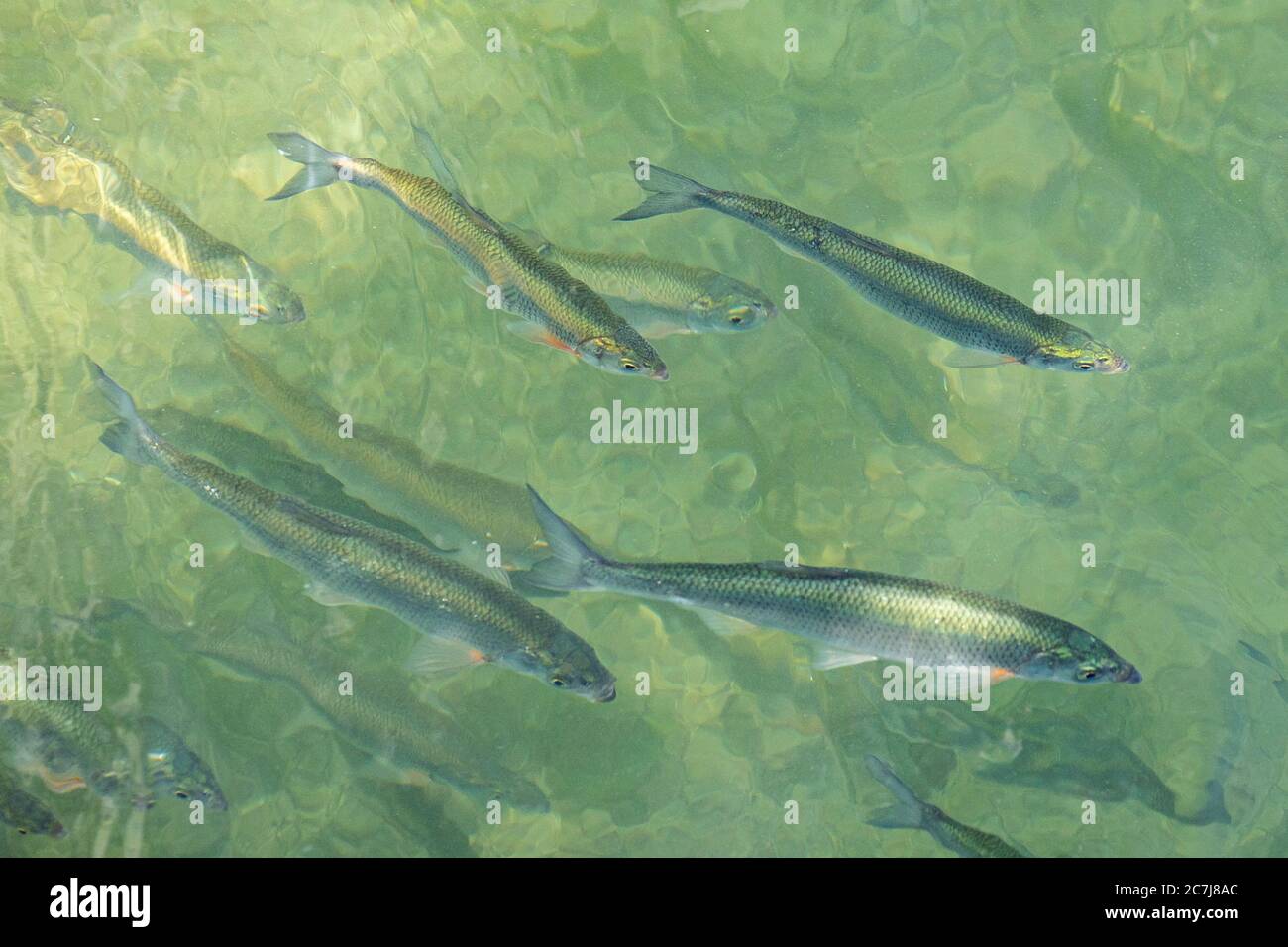 Donaudüster, Donaudüster, Shemaya (Chalcalburnus chalcoides mento), Laichwanderung, Deutschland, Bayern Stockfoto