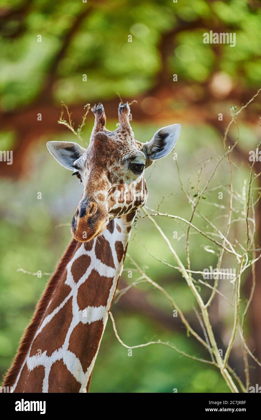 Netzgiraffe (Giraffa camelopardalis reticulata), Porträt, Afrika Stockfoto