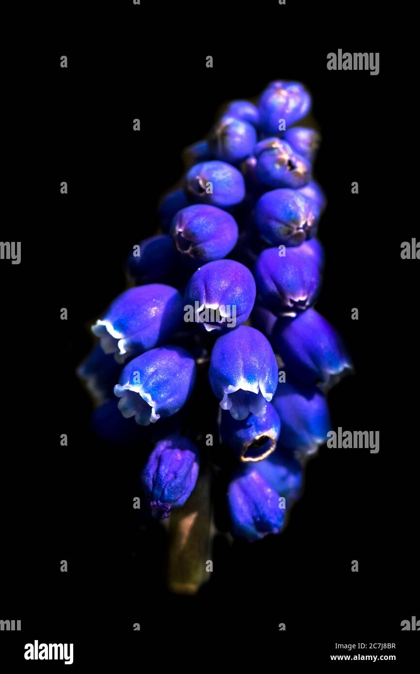 Kleine Traubenhyazinthe, gewöhnliche Traubenhyazinthe (Muscari botryoides, Muscari heldreichii, Hyacinthus botryoides), Blütenstand vor schwarzem Hintergrund, Niederlande, Friesland Stockfoto