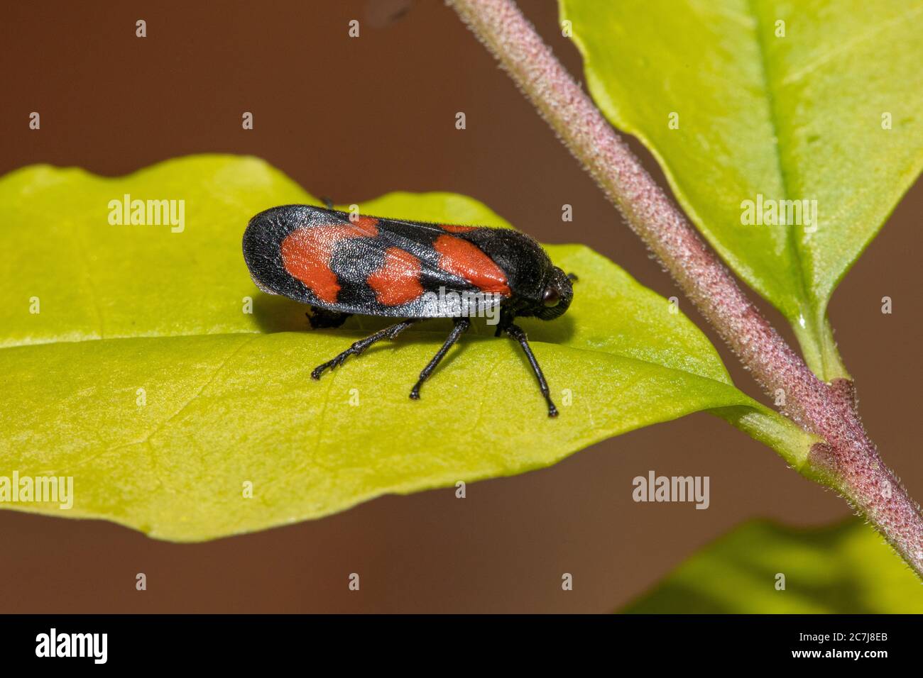 Rot-schwarzer Froghopper (Cercopis vulnerata, Cercopis sanguinea), auf einem Blatt sitzend, Seitenansicht, Deutschland, Bayern Stockfoto