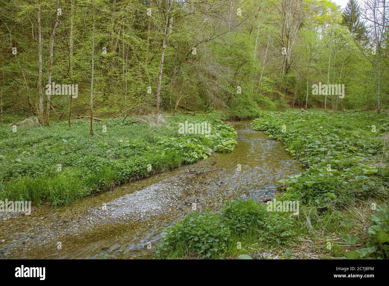 Kleiner Bach, der im Frühjahr durch einen Auenwald fließt, Deutschland, Bayern, Nasenbach Stockfoto