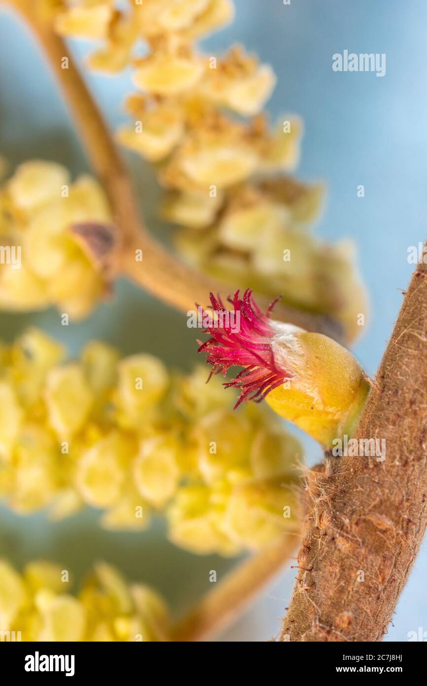 Hasel (Corylus avellana), weiblicher Blütenstand, Deutschland, Bayern, Isental Stockfoto