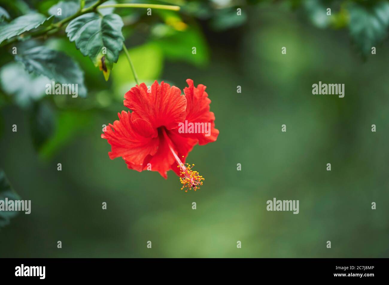 Chinesischer Hibiskus (Hibiscus rosa-sinensis), blühend, USA, Hawaii Stockfoto