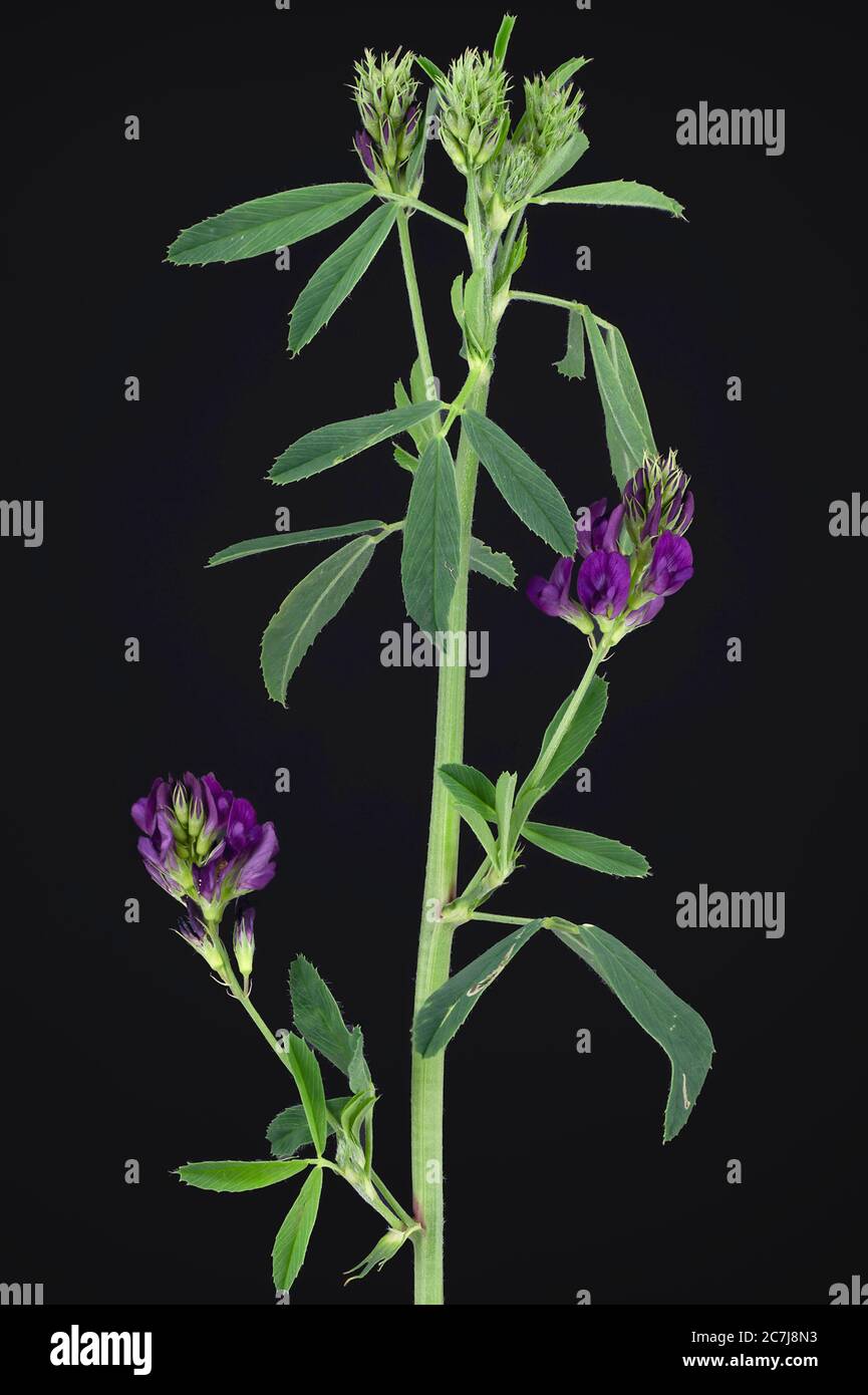 Luzern (Medicago sativa), blühend vor schwarzem Hintergrund, Deutschland, Bayern Stockfoto