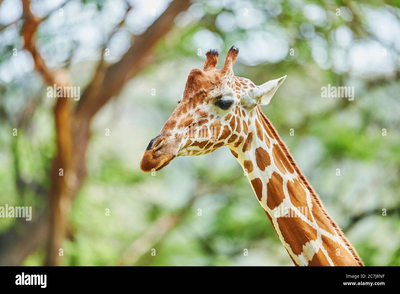 Netzgiraffe (Giraffa camelopardalis reticulata), Porträt, Afrika Stockfoto