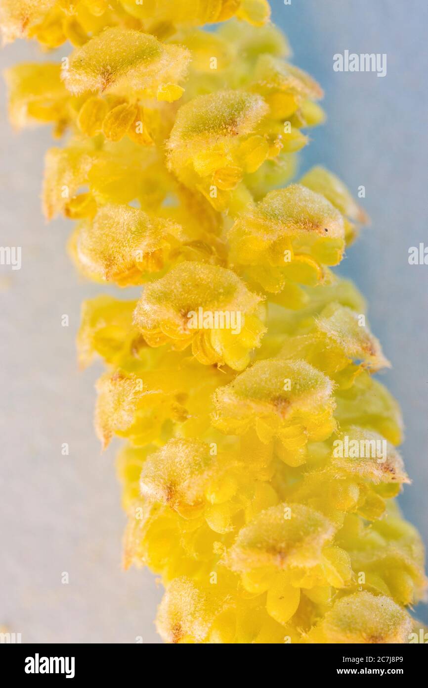 Hasel (Corylus avellana), männliche Blüten, Deutschland, Bayern, Isental Stockfoto