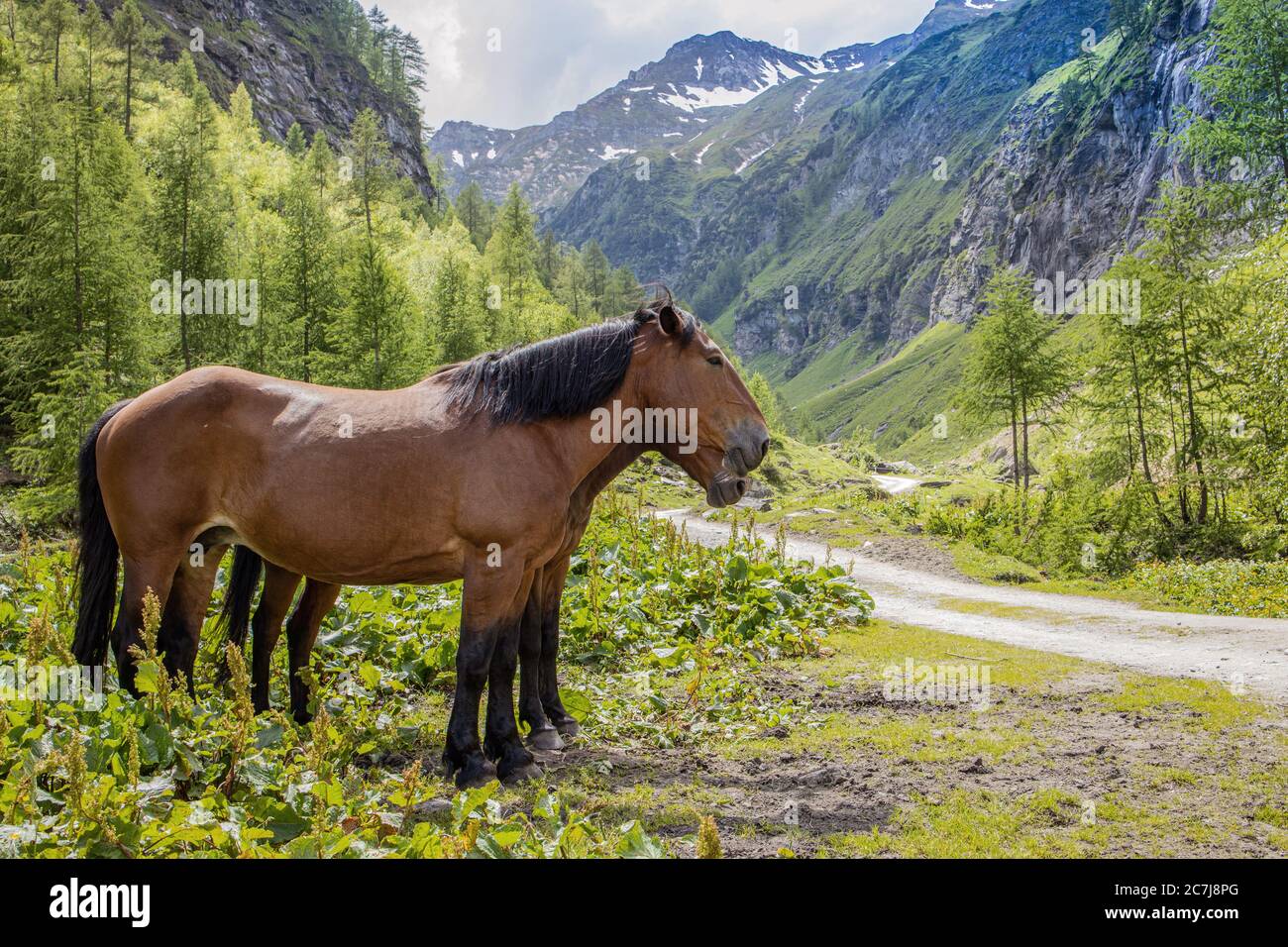 Hauspferd (Equus przewalskii f. caballus), Warmbluten stehen zusammen auf einer Alm im Hochgebirge, Seitenansicht, Österreich, Kärnten, Nationalpark hohe Tauern Stockfoto
