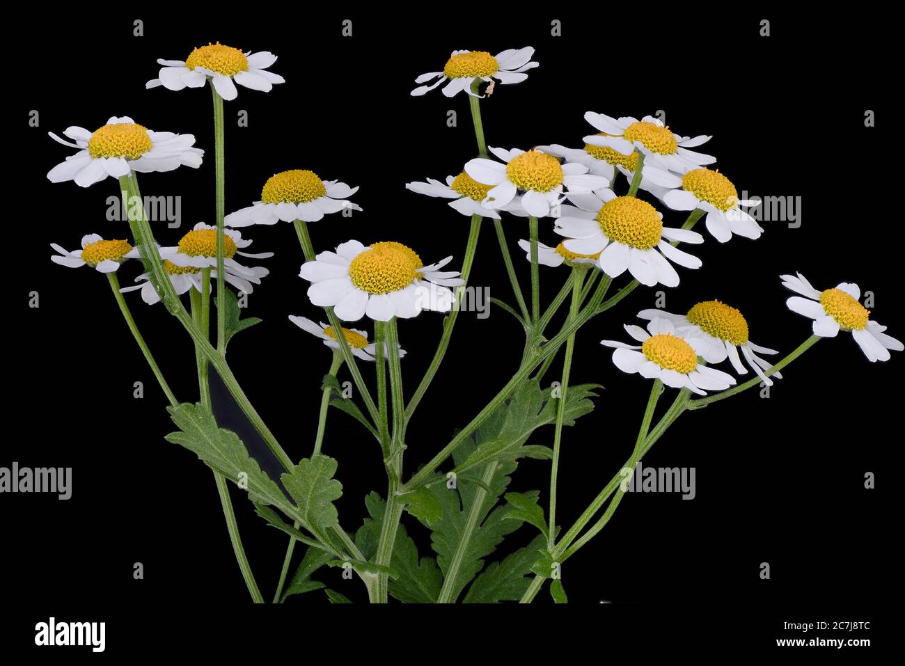 Federfew, Feverfew, Federblattgans (Tanacetum parthenium, Chrysanthemum parthenium), blühend vor schwarzem Hintergrund, Deutschland Stockfoto