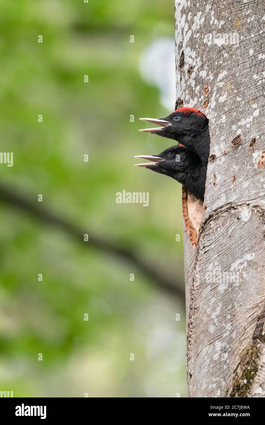 Schwarzspecht (Dryocopus martius), zwei bettelnde Jungvögel in der Bruthöhle in einer alten Buche, Seitenansicht, Deutschland, Bayern, Kesselseemoore Stockfoto