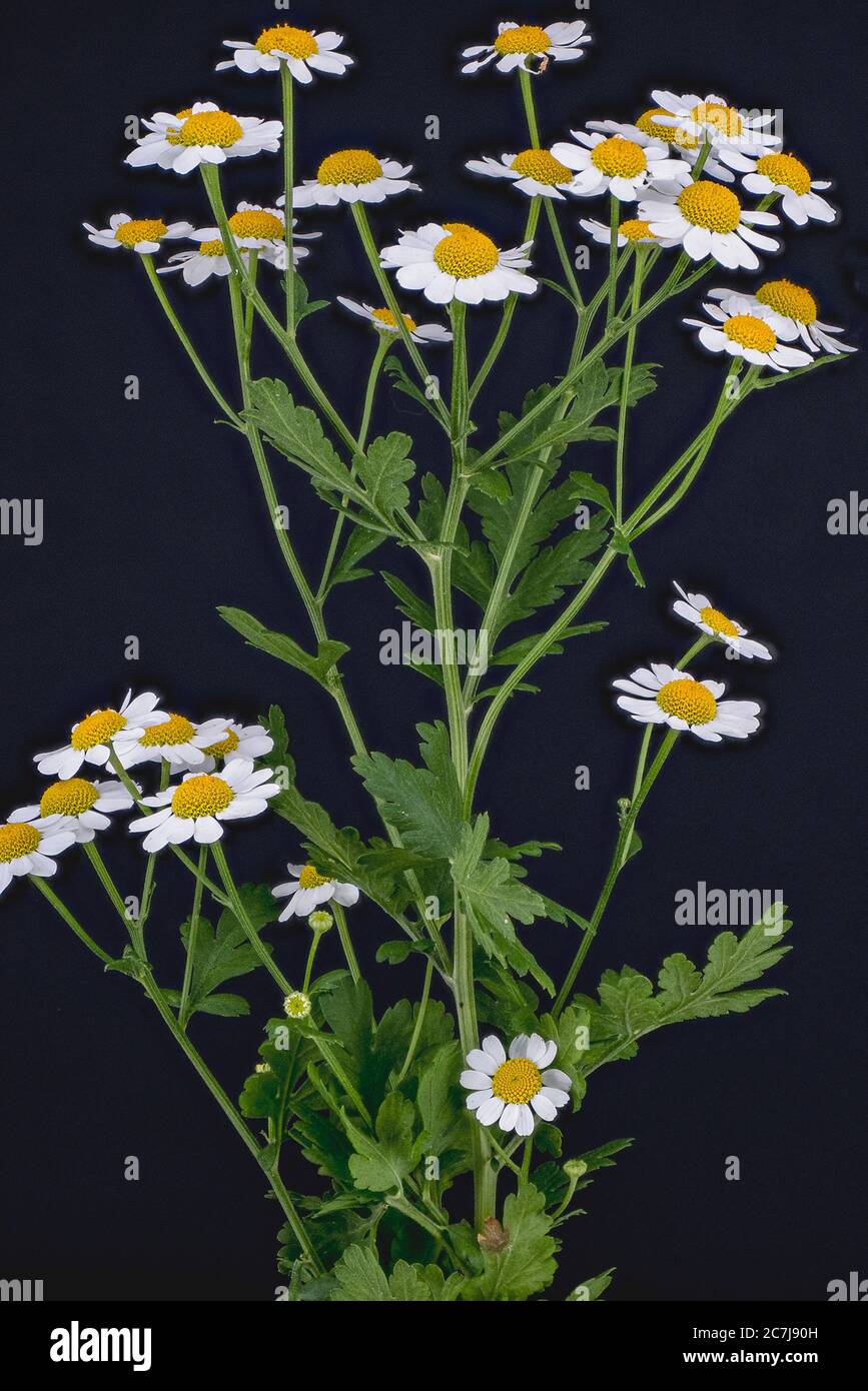Federfew, Feverfew, Federblattgans (Tanacetum parthenium, Chrysanthemum parthenium), blühend vor schwarzem Hintergrund, Deutschland Stockfoto