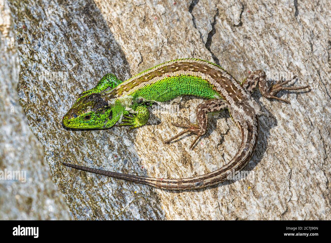 Sandeidechse (Lacerta agilis), Männchen in Paarungsfarbe auf Rinde, Ansicht von oben, Deutschland, Bayern, Isental Stockfoto