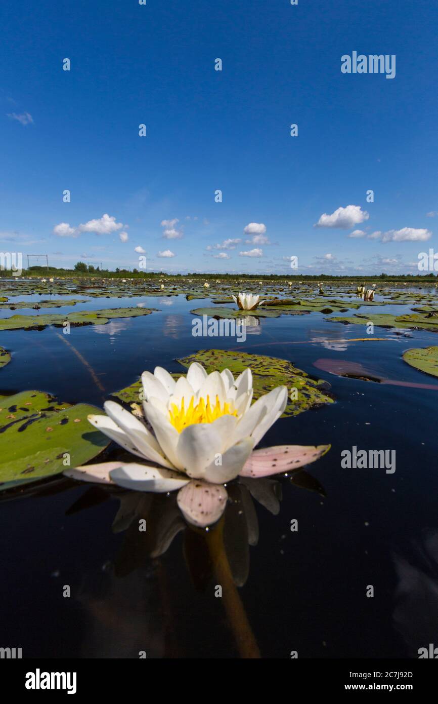 Weiße Seerose, weiße Teichlilie (Nymphaea alba), blühend, Niederlande, Nordniederland, Naardermeer, Naarden Stockfoto