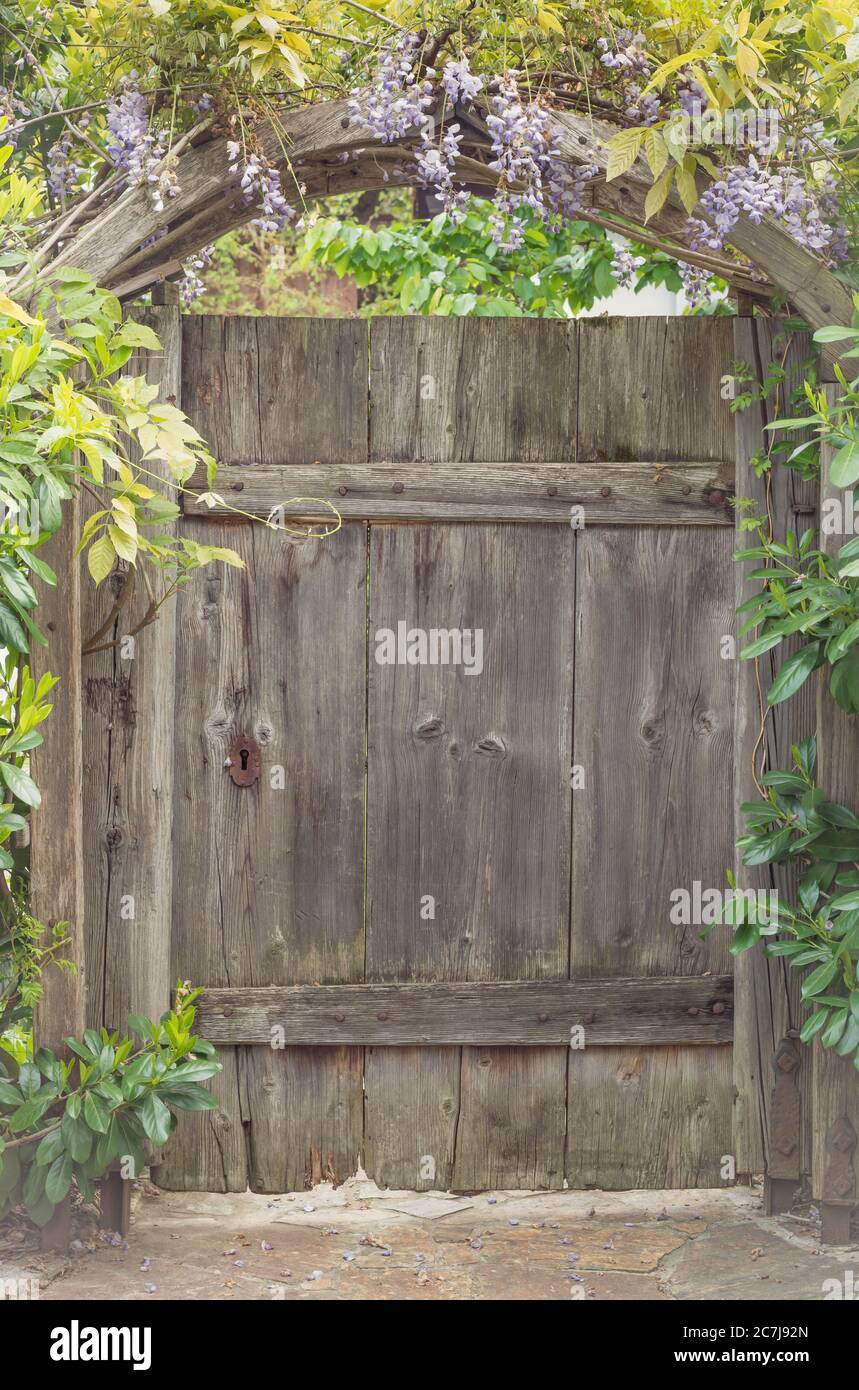 Altes Holzdickentor mit Glyzinienblumen Stockfoto