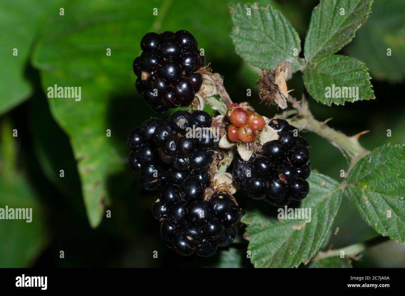 Bramble, Rubus sp., Obst Stockfoto