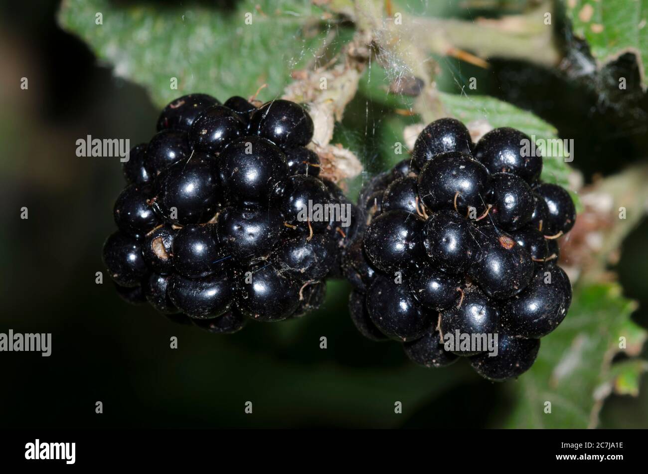Bramble, Rubus sp., Obst Stockfoto