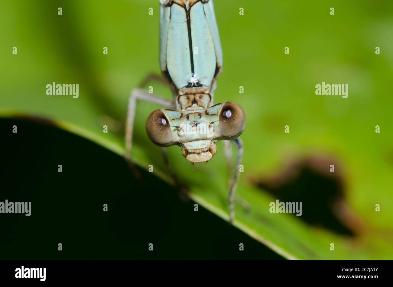 Blue-fronted Tänzer, Arkia apicalis, Weiblich Stockfoto